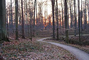 ForetDeSoignesSunset