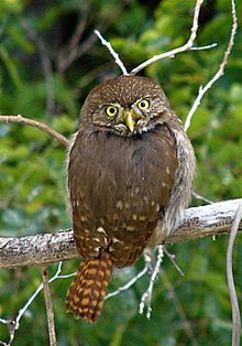 Glaucidium brasilianum de Mexico