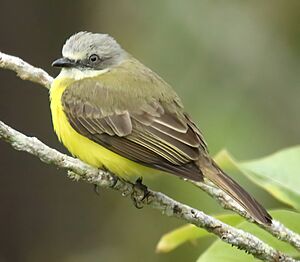 Gray-capped Flycatcher - dorsal view