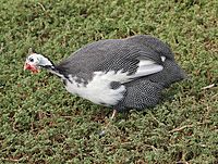 Guinea fowl