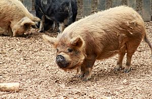 Kunekune Pig at Hamilton Zoo