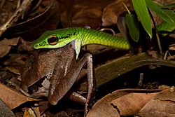 Leptophis ahaetulla Snake Eating a Frog (Craugastor gollmeri)