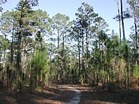 Longleaf 8246.jpg