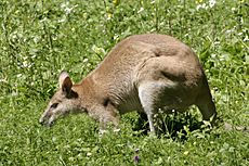 Macropus agilis - 02.jpg