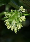 Cluster of cream-coloured anthers on droopy white stalks