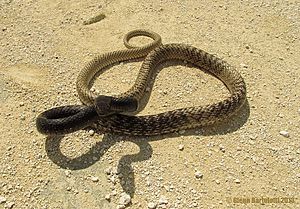 Masticophis flagellum flagellum-Adult Florida