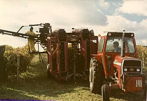 Mechanical Grape Harvester1