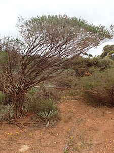 Melaleuca beardii habit