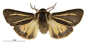 Metacrias strategica male.jpg