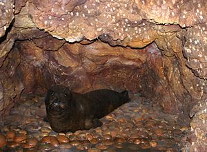 Monachus monachus - Museo civico di storia naturale (Milan)