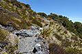 Mount Arthur (New Zealand) 039