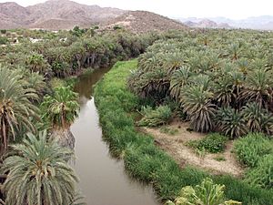 Mulege oasis