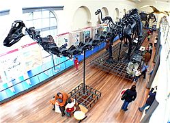 Museo Nacional de Ciencias Naturales (Madrid)-Sala de Historia Natural