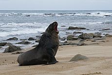 New Zealand Sea Lion 2016