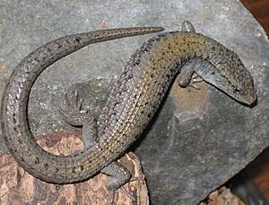 Northern alligator lizard.jpg