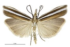 Orocrambus siriellus female.jpg