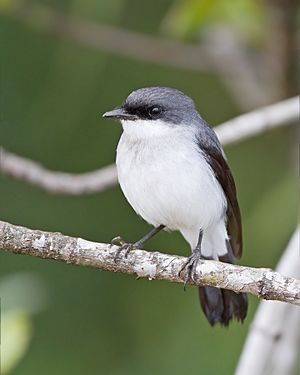 Peneoenanthe pulverulenta - Cairns Esplanade.jpg