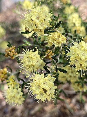 Phebalium glandulosum subspecies glandulosum.jpg