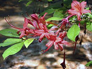 Plumleaf Azalea