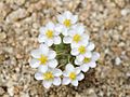 Pygmy Poppy, Canbya candida