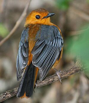 Red-capped Robin-Chat (Cossypha natalensis).jpg