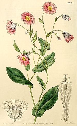 Rhodanthe manglesii (Drake).jpg