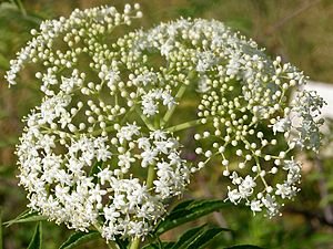 Sambucus canadensis W2 IMG 3144