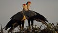 Secretarybird-pair