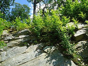 Shrubs in boulders in Bloomingdale New Jersey