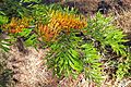 Silky Oak (Grevillea robusta) JCB