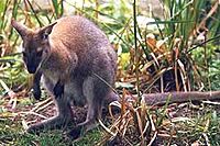 Smallwallaby.jpg