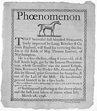 Stallion Phoenomenon