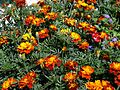 Tagetes-2