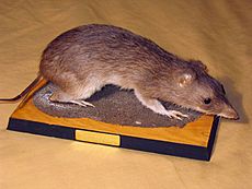 Taxidermied Bandicoot.jpg