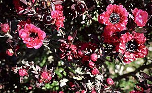 Tea tree, Leptospermum scoparium