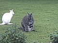 Three Wallaby