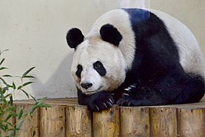 Tian Tian