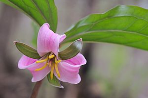 Trillium catesbaei 04.jpg