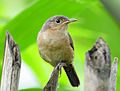 Troglodytes musculus Registro