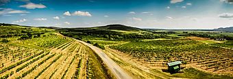 Vineyards in Slovakian Tokaj.jpg