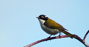 Westernwhitenapedhoneyeater.jpg