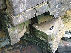 YesnabyBlackguillemots