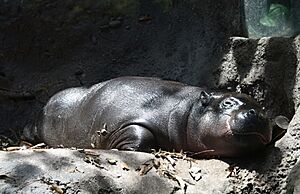 (1)Pygmy hippopotamus-1
