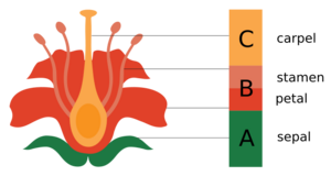 ABC flower developement