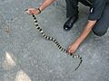 AB 056 Banded Krait