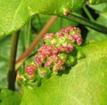 Aculops rhois galls