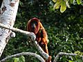 Alouatta sara (Bolivian red howler).jpg