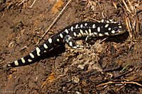 Ambystoma californiense 213170.jpg