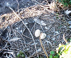 American White Pelican Nest