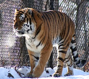 Amur (siberian) tiger prowling